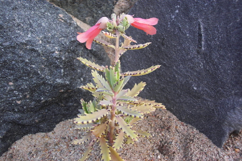 bryophyllum serrata